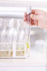 Scientist with natural drug research, Natural organic and scientific extraction in glassware, Alternative green herb medicine, Natural skin care beauty products, Laboratory and development concept.