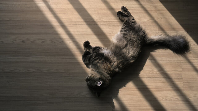 Top view of a cat sleeping on the wooden floor with space on the  left of the image.