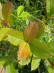 kratom plant (Mitragyna speciosa) in tropical nature Borneo