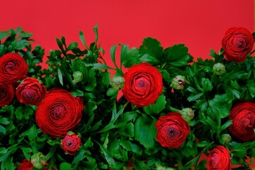Red ranunculus.Flower border. Red buttercups flowers with green leaves on a bright red background.Floral card with spring flowers.Wedding day And Valentine's Day greeting card.copy space.