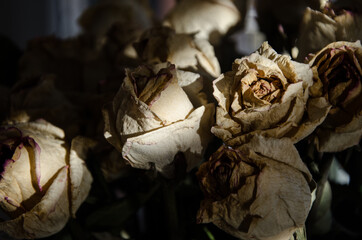 Getrocknete Rosen im Licht-Schatten-Spiel