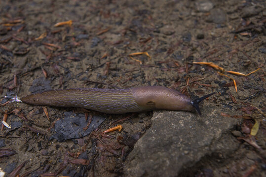 Purple carpathian slug
