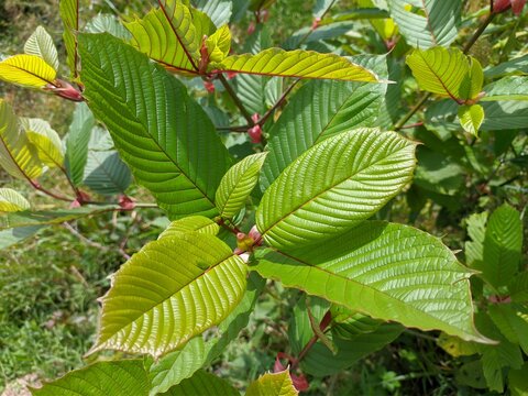 kratom plant (Mitragyna speciosa) in tropical nature Borneo