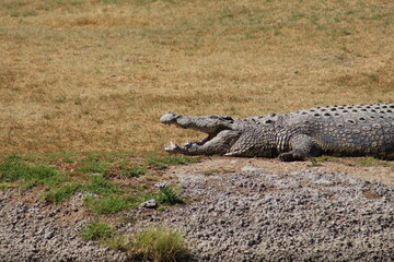 Photos taken in Croc City Crocodile & Reptile Park, Chartwell, South Africa.