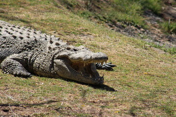 Photos taken in Croc City Crocodile & Reptile Park, Chartwell, South Africa.