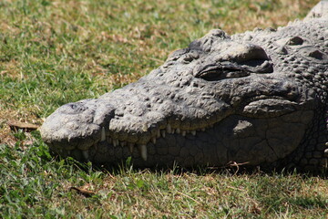 Photos taken in Croc City Crocodile & Reptile Park, Chartwell, South Africa.