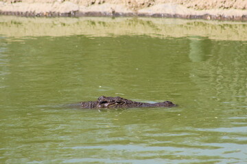 Fototapeta premium Photos taken in Croc City Crocodile & Reptile Park, Chartwell, South Africa.