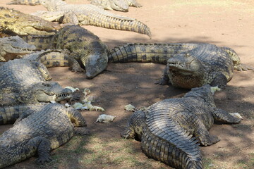 Photos taken in Croc City Crocodile & Reptile Park, Chartwell, South Africa.