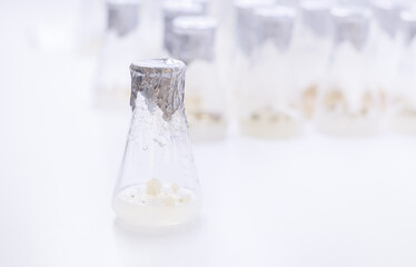 Callus of wheat germ in a flask in a biological laboratory