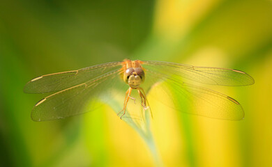 Close up of yellow dragonfly on green leaf, background blur.