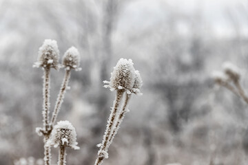 Fototapeta premium A dried Thistle flower covered in ice crystals