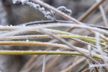 A sharp cold snap covered the meadow with still green grass