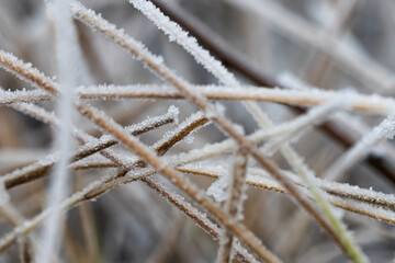 A sharp cold snap covered the meadow with still green grass
