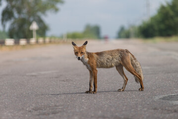 Naklejka na ściany i meble Wild fox in Chernobyl exclusion zone