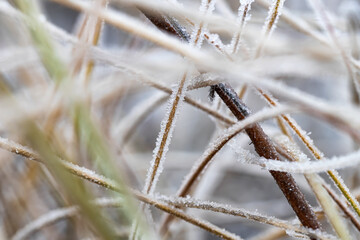 Fototapeta premium A sharp cold snap covered the meadow with still green grass