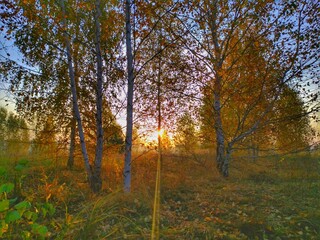 autumn in the forest