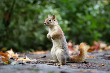 Naklejka na ściany i meble Squirrel posing in forest