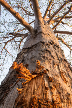 Baobab tree in the dry bushveld of the Zambezi Valley