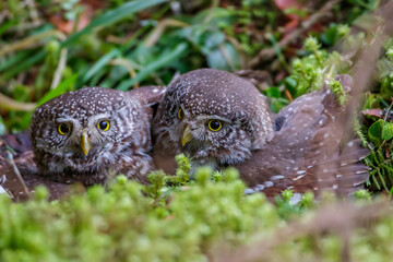 Sperlingskäuze (Glaucidium passerinum)