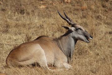 Photos taken in Rhino and Lion Nature Reserve, Krugersdorp, South Africa.