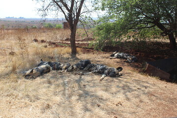 Photos taken in Rhino and Lion Nature Reserve, Krugersdorp, South Africa.
