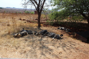 Photos taken in Rhino and Lion Nature Reserve, Krugersdorp, South Africa.