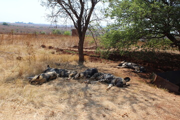 Photos taken in Rhino and Lion Nature Reserve, Krugersdorp, South Africa.