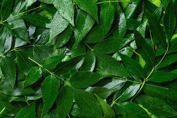 Green ash leaves as background