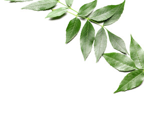 Green ash leaves on white background