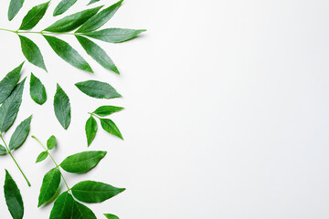 Fototapeta na wymiar Green ash leaves on white background