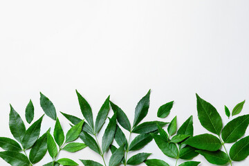 Green ash leaves on white background