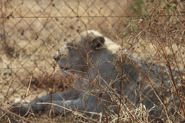 Photos taken in Rhino and Lion Nature Reserve, Krugersdorp, South Africa.