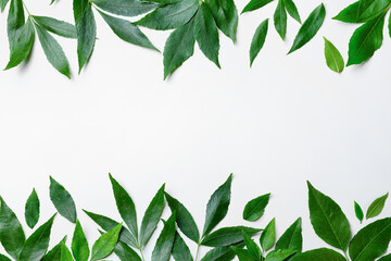 Green ash leaves on white background