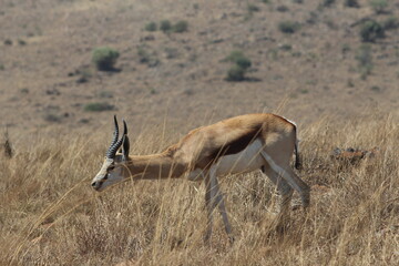 Photos taken in Rhino and Lion Nature Reserve, Krugersdorp, South Africa.