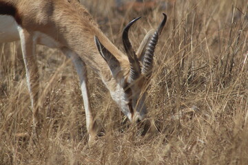 Photos taken in Rhino and Lion Nature Reserve, Krugersdorp, South Africa.