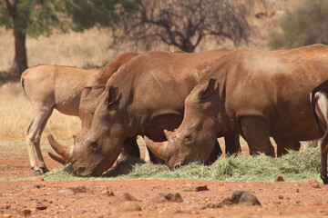 Fototapeta premium Photos taken in Rhino and Lion Nature Reserve, Krugersdorp, South Africa.