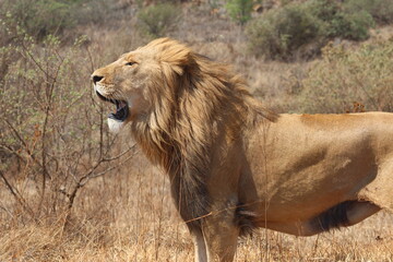 Photos taken in Rhino and Lion Nature Reserve, Krugersdorp, South Africa.