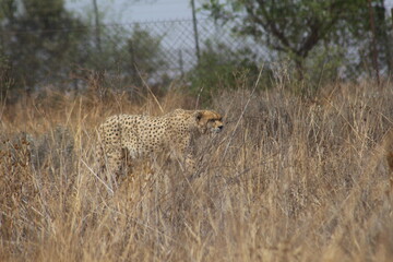 Photos taken in Rhino and Lion Nature Reserve, Krugersdorp, South Africa.