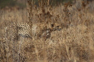 Photos taken in Rhino and Lion Nature Reserve, Krugersdorp, South Africa.