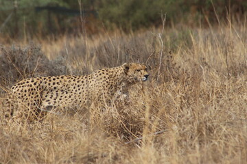 Photos taken in Rhino and Lion Nature Reserve, Krugersdorp, South Africa.