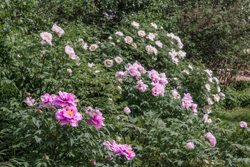 Moutan Tree Peony (Paeonia suffruticosa) in park