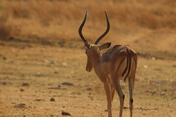 Photos taken in Rhino and Lion Nature Reserve, Krugersdorp, South Africa.