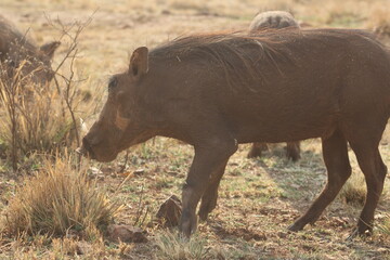 Photos taken in Rhino and Lion Nature Reserve, Krugersdorp, South Africa.