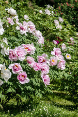 Fototapeta premium Moutan Tree Peony (Paeonia suffruticosa) in park