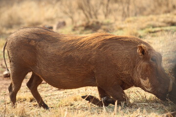 Photos taken in Rhino and Lion Nature Reserve, Krugersdorp, South Africa.