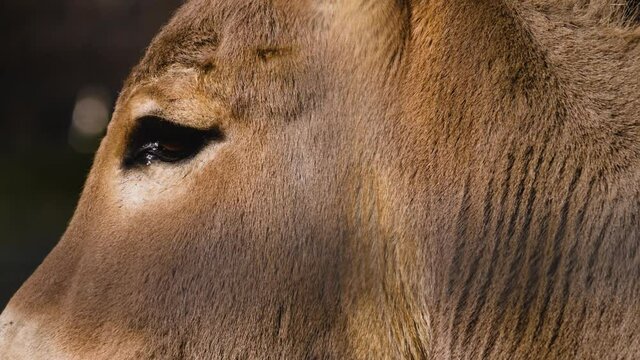 Close up of  Somali wild ass head