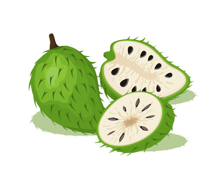 2 738 Best Soursop Fruit Images Stock Photos Vectors Adobe Stock 2 738 Best Soursop Fruit Images Stock Photos Vectors Adobe Stock