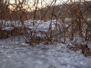 Thin transparent ice on dry grass stalks