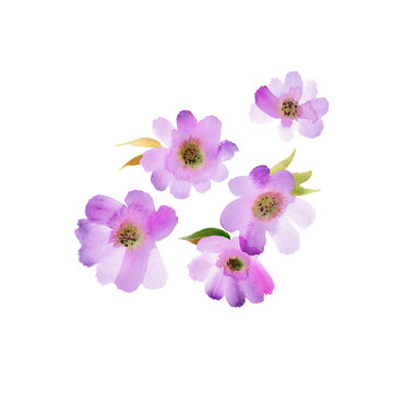 Watercolor hand painted purple flowers. Elements for design of invitations, greeting cards