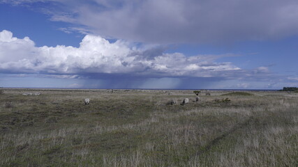 Schafe, Landwirtschaft auf der Insel Öland, Schweden, dramatisches Wetter - 398412647